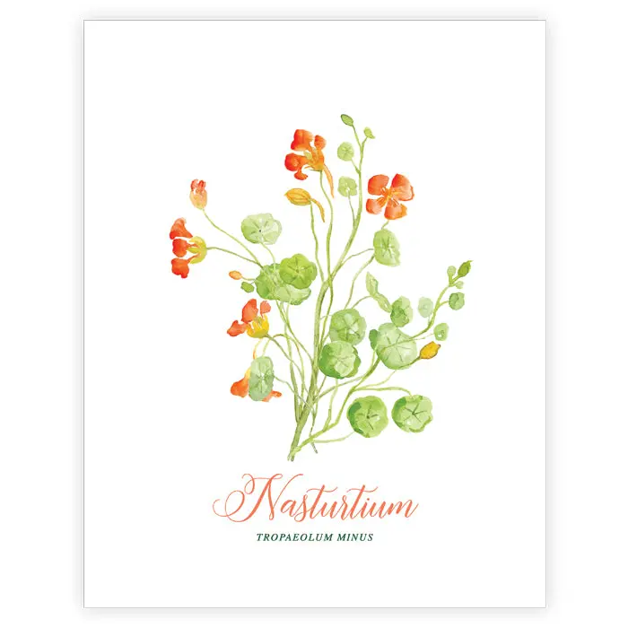 Nasturtium Botanical Art Print – Hand-Styled Illustration