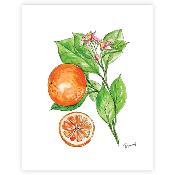 Oranges on Branch Art Print – Vibrant Hand-Painted Illustration