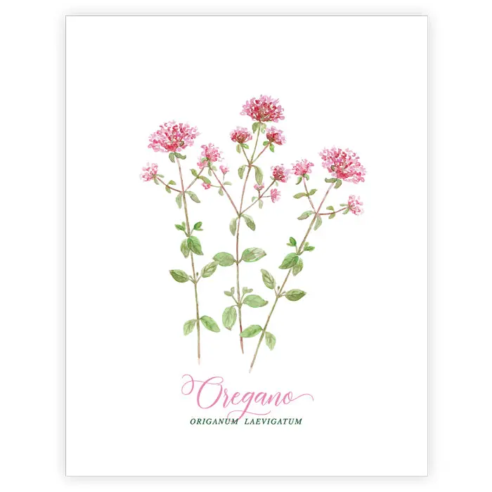 Oregano Plant Art Print – Fresh Herbal Aesthetic